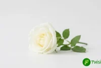 pesona wanita muslimah