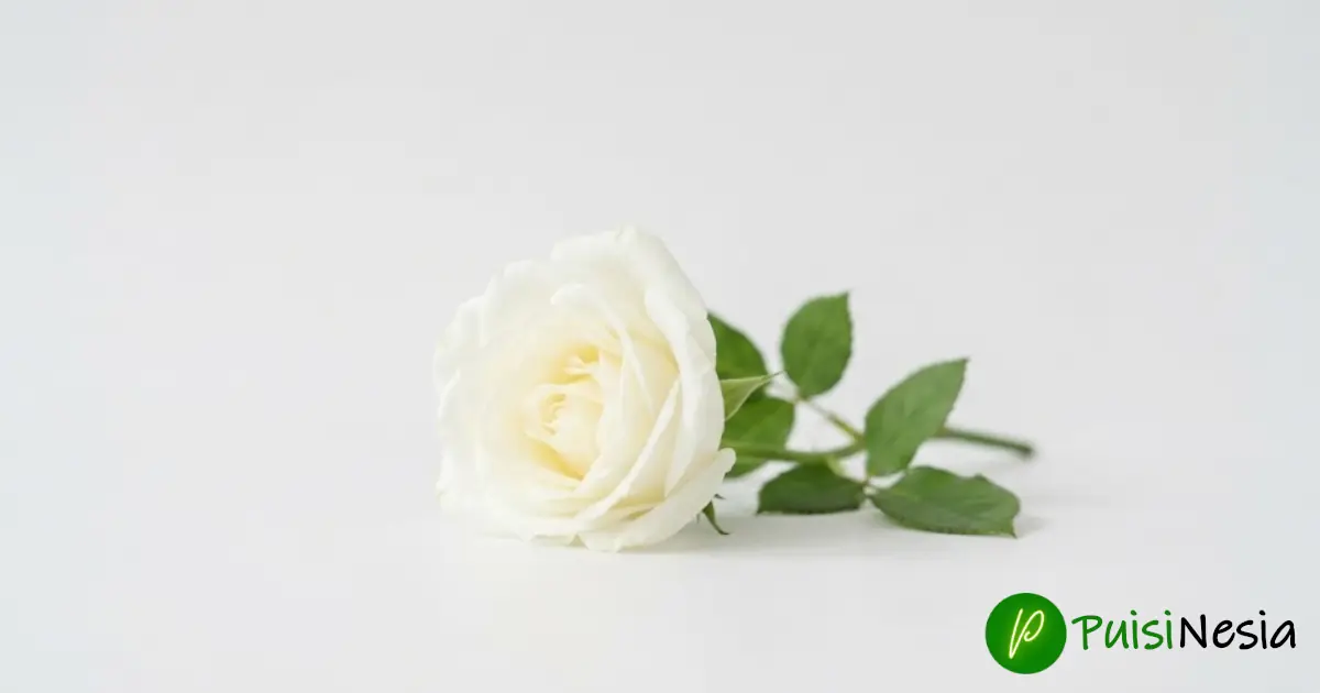 pesona wanita muslimah