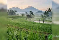 puisi-tentang-sawah puisi tentang sawah
